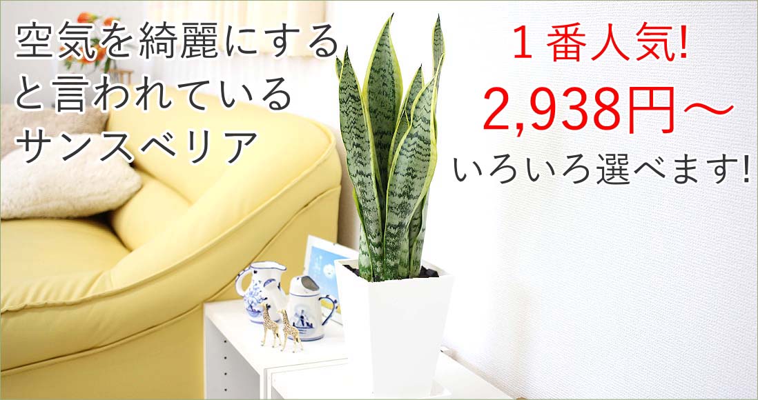 �T���X�x���A 5��